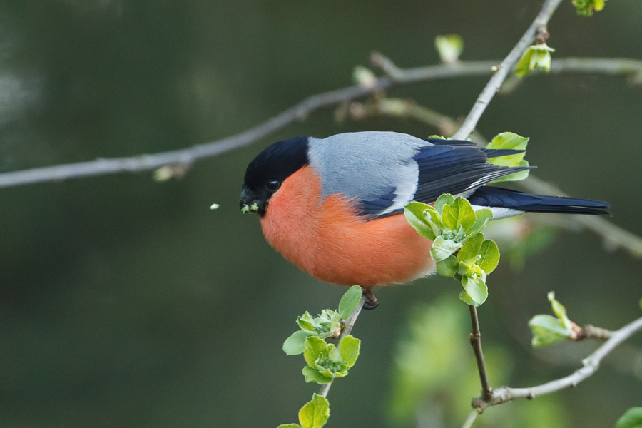 Pyrrhula pyrrhula Bullfinch Goudvink